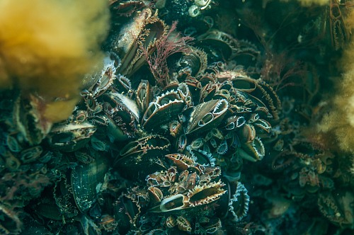 Prerow Coast, Darss, Mecklenburg-Vorpommern, Baltic Sea
<p>A colony of common or blue mussels (Mytilus edulis) seddling on stony ground together with red algaes (Ceramium diapham) in the shallow waters of the national park darss near Prerow, underwater, underwater photo, dmm, archaeomare, bivalvia, rhodophyta <br /></p>
Coastline - Beach, Sea/Ocean, Island, Fauna - Invertebrates, Biota - Marine
Archaeomare e.V. / Thomas Foerster